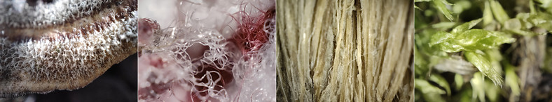 Zdjęcia wykonane modułem mikroskopowym aparatu Realme GT2 Pro. Dla ciekawych (od lewej): huba, włókna poliestrowe, włókna zmurszałego drzewa, mech (kliknij, aby powiększyć)