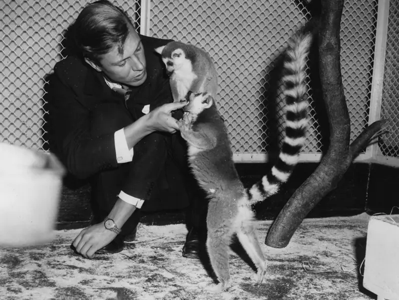 Sir David Attenborough z lemurami w londyńskim zoo, 1961 rok, fot. Getty Images / Keystone