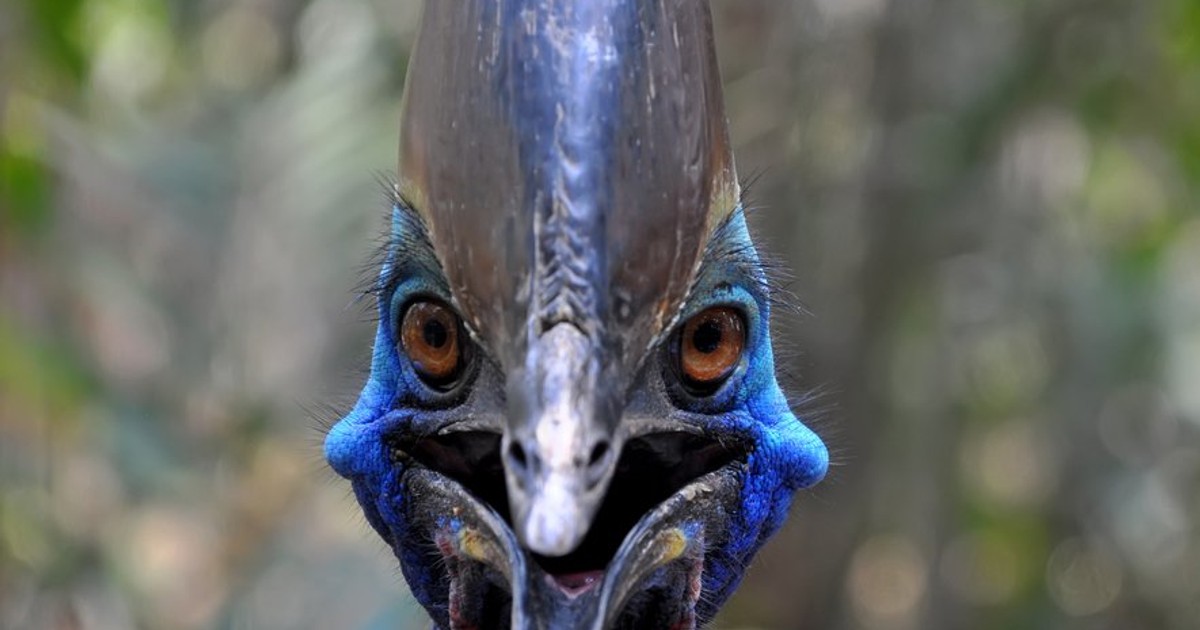 10 birds that look eerily similar to their dinosaur ancestors [ARTICLE