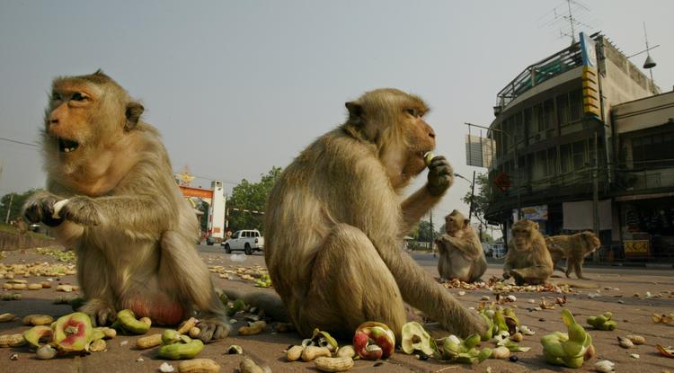 Majmok Thaiföldin, még a boldog békeidőkben