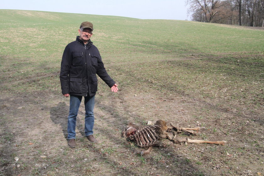 Padły jeleń jest mój, a żywy państwowy!