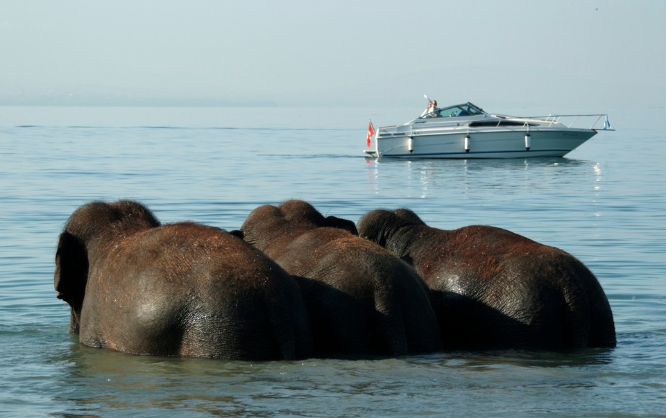 Elephants of the Swiss national circus Knie play in the Lake Leman during an event in Lausanne