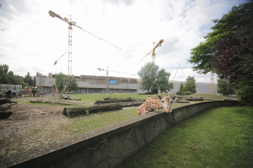 Wybieg żyraf we wrocławskim zoo. W tle – budowa Afrikarium