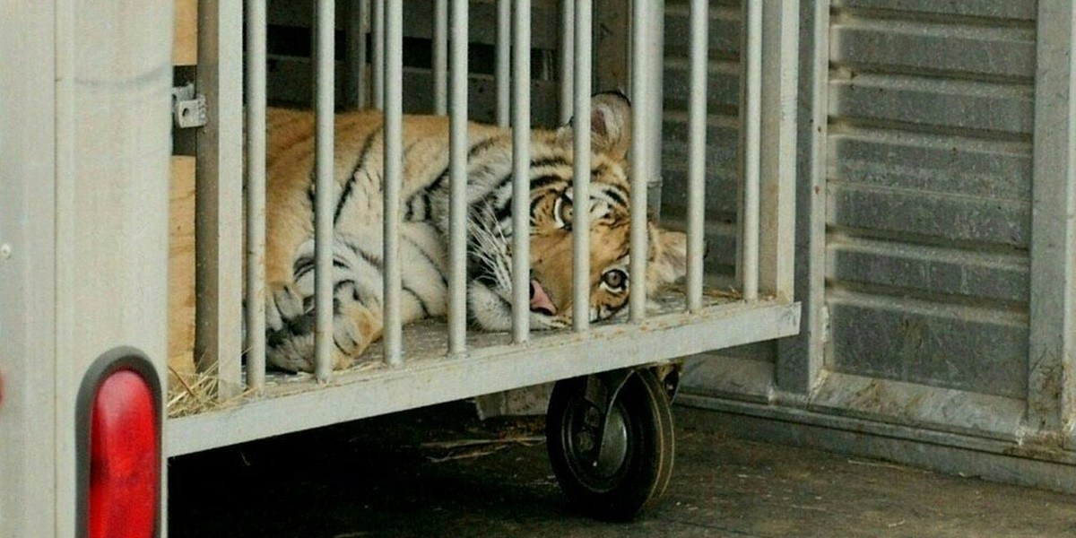 Tygrys India był widziany w Teksasie i budził postrach mieszkańców. Okazało się, że jego właściciel był oskarżany o morderstwo.