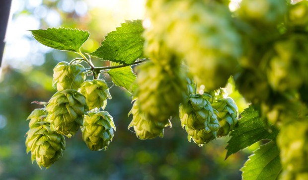 Uzgajanje hmlja može doneti zaradu od 15.000 evra