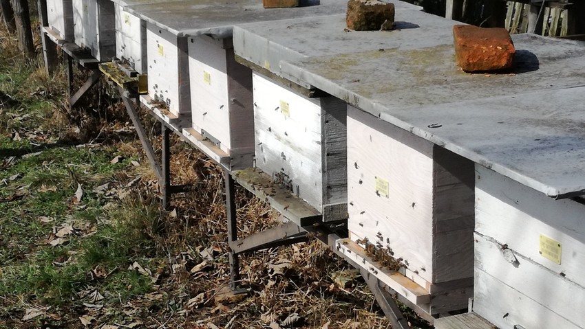 Košnice sa pčelama