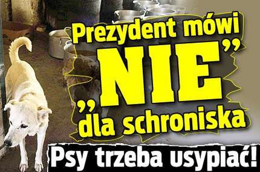 Prezydent mówi "nie" dla schroniska. Psy trzeba usypiać!