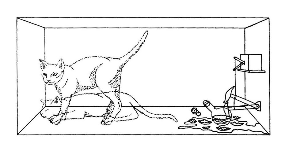 Kot Schrödingera. Na czym polega słynny eksperyment z udziałem kota?