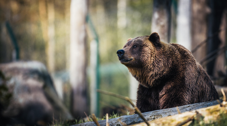 Hatalmas medvemancsot láttak Gyulafehérváron / Illusztráció: Pexels