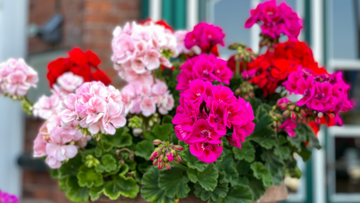 Sekret długiego kwitnienia pelargonii. Możesz cieszyć się kwiatami aż do jesieni