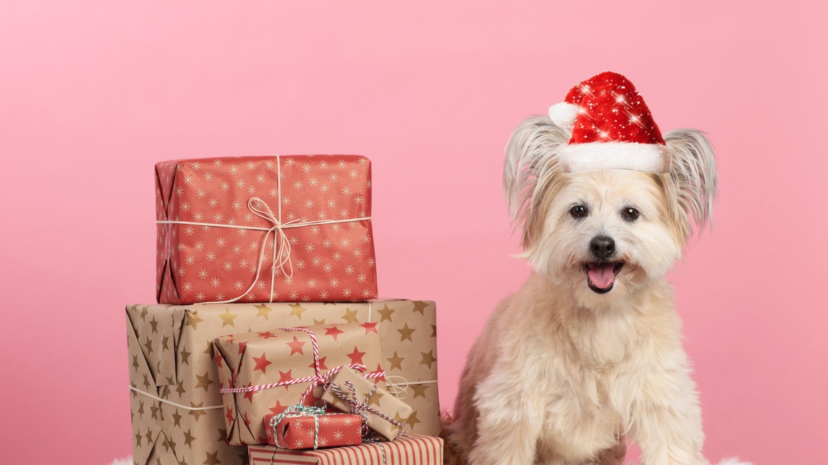 Kuce retko kad dobijaju poklone za Božić, vlasnici će biti oduševljeni