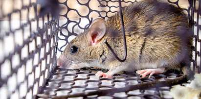 Madryt walczy ze szczurami. Atakują zwierzęta, mogą być niebezpieczne dla ludzi