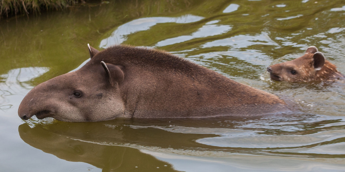 Tapir w poznańskim zoo