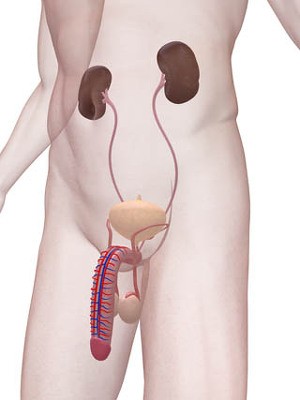 test-penis-d00000138c04f0d74ea3d