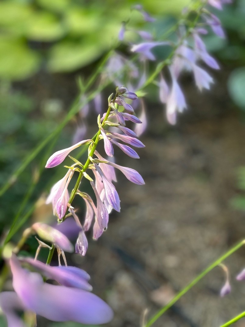 Funks florescem bem - deve ser cortado após a floração?