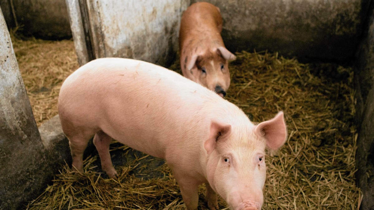 Mieszkańcy Świńskiego Miasta chcą mienić nazwę przysiółka. Uważają, że źle się kojarzy i jest obraźliwa - informuje "Tygodnik Podhalański".