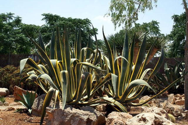 Galeria Hiszpania - Botanicactus, obrazek 4