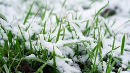 ten prosty zabieg wykonywany zimą regularnie uratuje trawnik. efekty będzie widać już w marcu