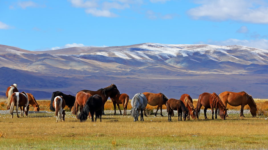 Stado koni z górami w prowincji Bayan-Ulgii w zachodniej Mongolii (zdjęcie ilustracyjne)