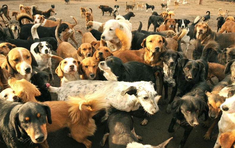 Radoznali psi u niškom Azilu