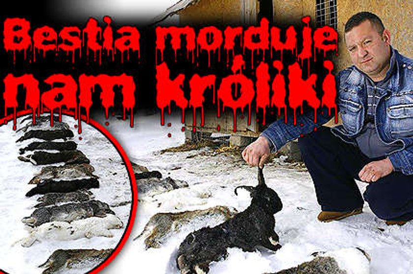 Bestia morduje nam króliki