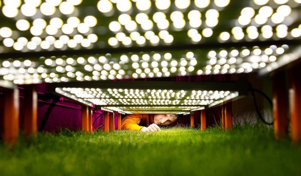 BBC | Foto: Steven Bridges/University of Tennessee