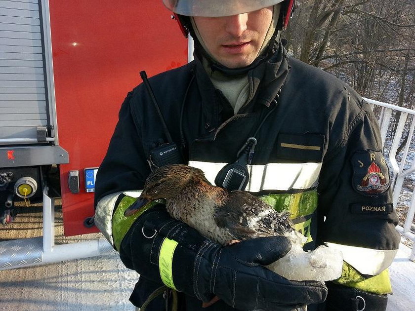 Strażacy uratowali kaczkę