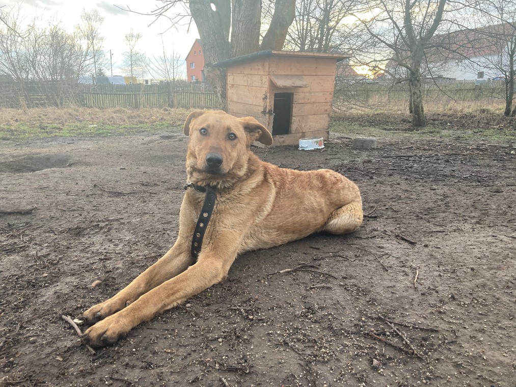 Wychudzony pies przykuty łańcuchem do budy