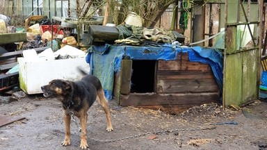 Wśród starych opon, z gnijącymi ranami. Skandaliczne warunki psów w Szczecinie