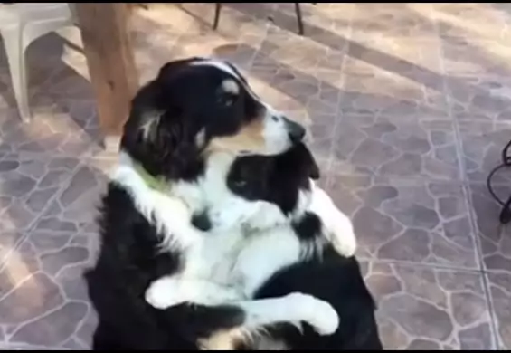Te psy wiedzą, że nie ma lepszego sposobu na zakończenie kłótni niż przytulanie