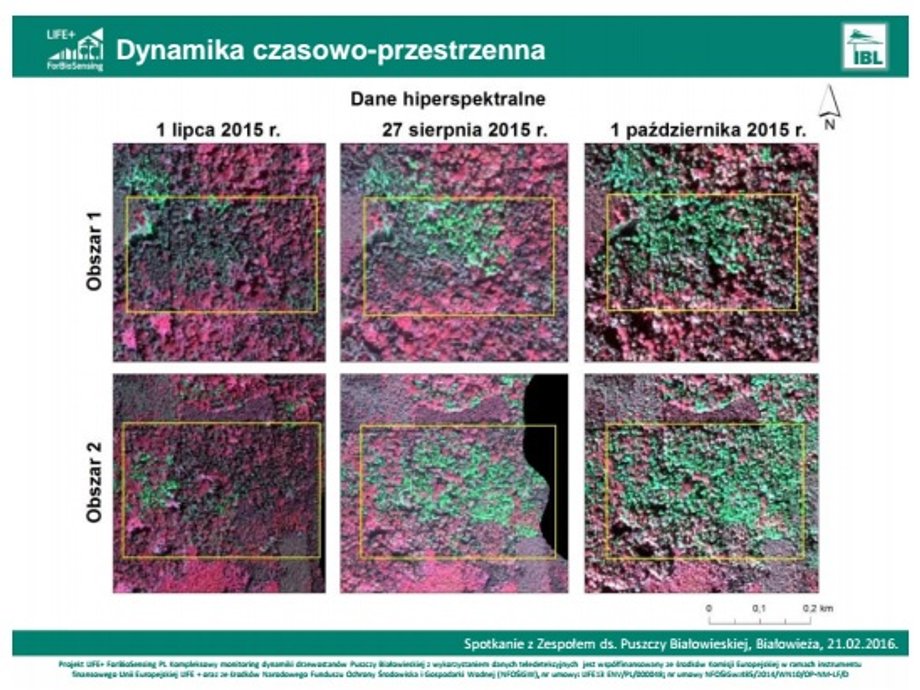 Rozprzestrzenianie się kornika w okresie 3 miesięcy