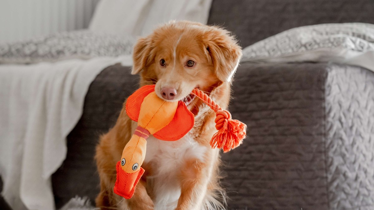 Ove igračke mogu ozbiljno da povrede vašeg psa