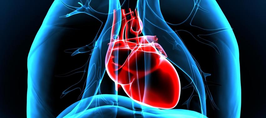 artéria egészség szív természetes