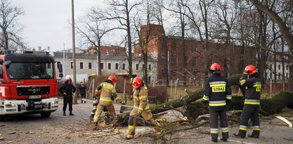 Drzewo runęło na ulicę w Łodzi. Cud, że nikt nie zginął