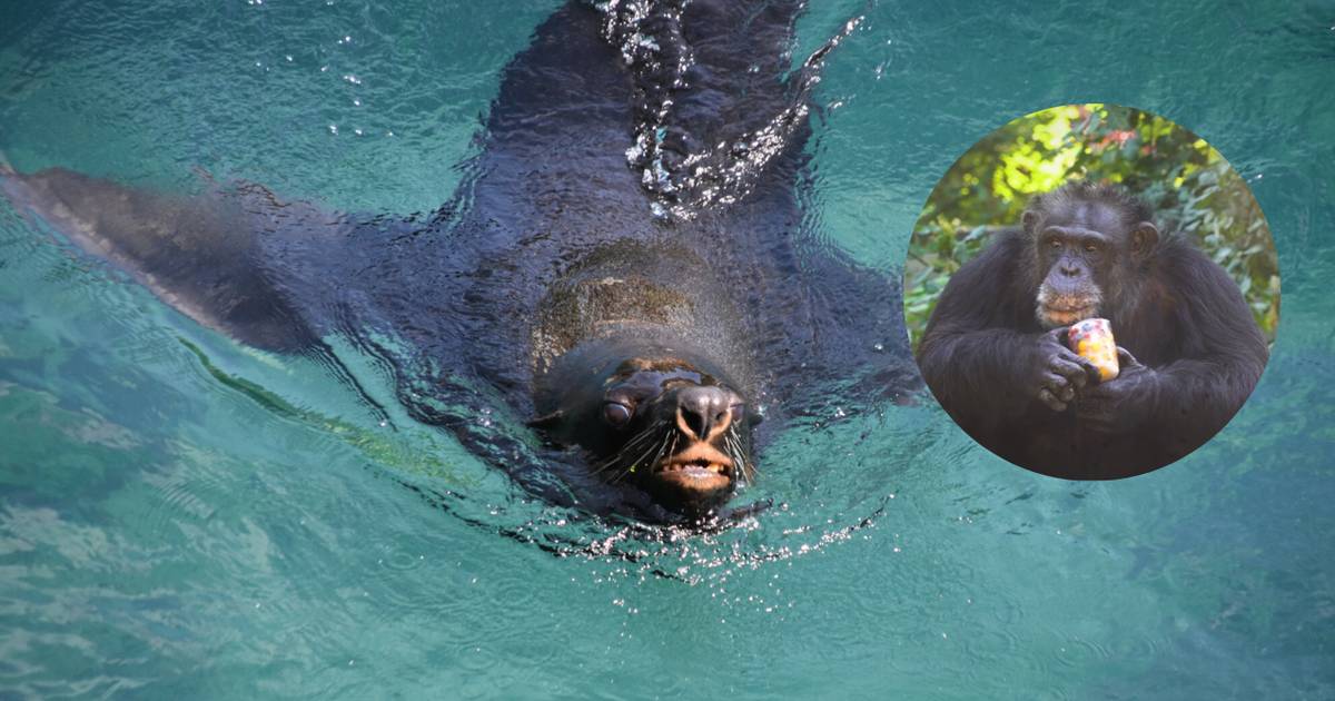 Jak zwierzęta w ZOO radzą sobie z upałami? Też jedzą lody i biorą prysznic