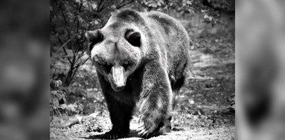 Pietka większość życia spędził w ciasnej klatce. Poznańskie zoo wzruszająco żegna niedźwiedzia