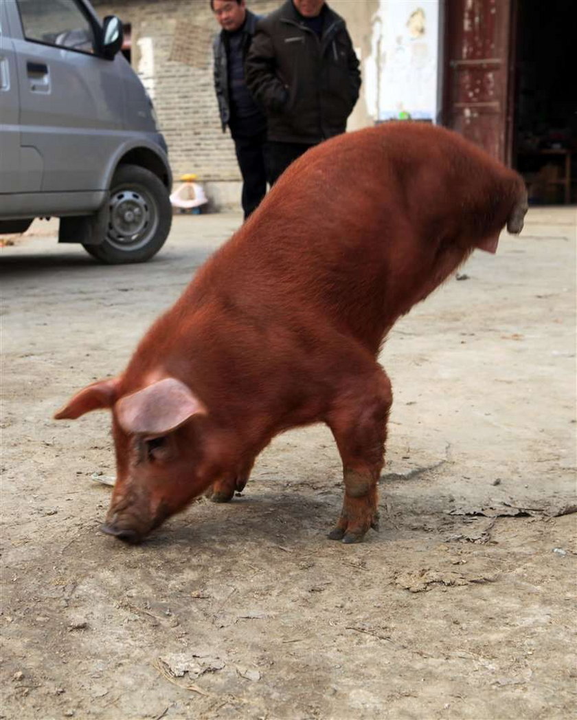 świnka bez nóżek
