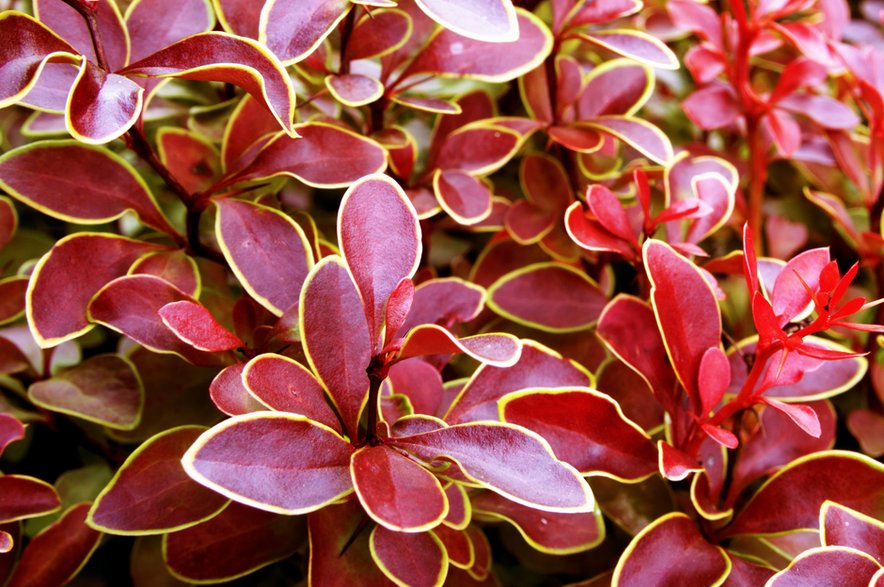 Berberis × frikartii 'Verrucandi'- Oleg1824f/stock.adobe.com