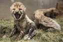 Młode gepardy w Zoo Dvur Kralove