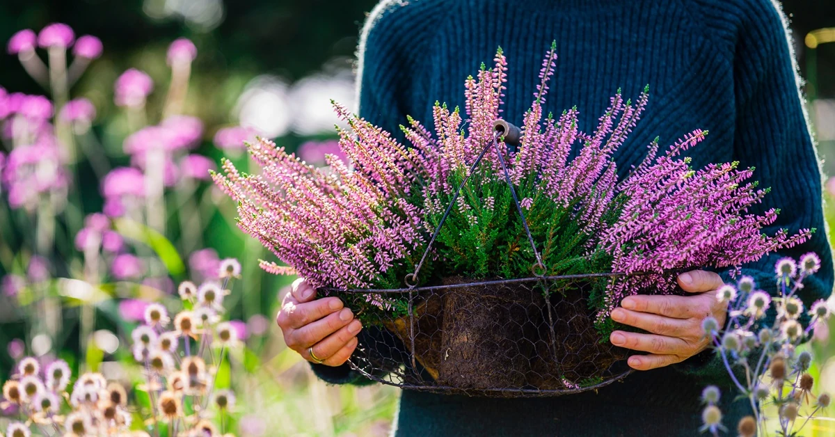 Wlej łyżkę do wody i ciesz się pięknymi wrzosami. Stosuj regularnie, a będą kwitły jak szalone