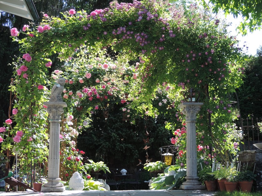 Son endroit de prédilection: les trois rosiers en arcade dont la floraison est particulièrement belle vers fin mai. 