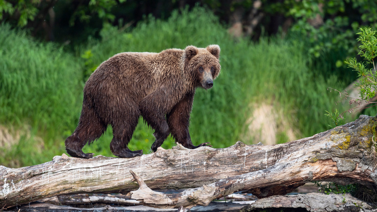 Niedźwiedzie zbliżają się do domostw. Przyrodnicy apelują o rozsądek