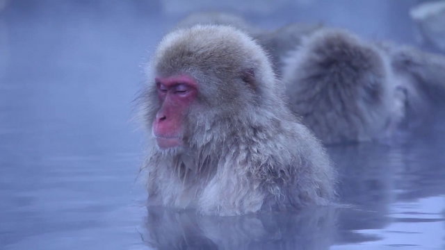 Ezeknél a meditáló majmoknál ma biztosan nem látsz nyugtatóbbat - Videó