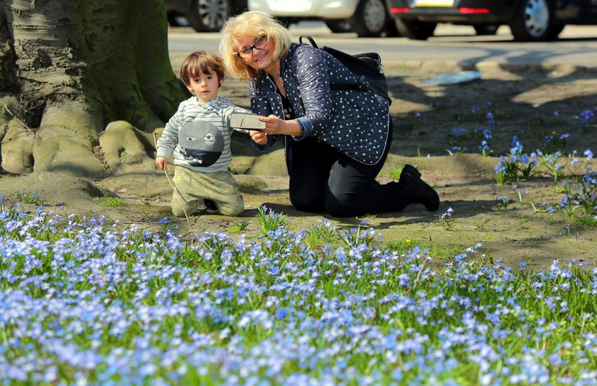 Wiosna w Łodzi. Park Klepacza zasypany kwiatami