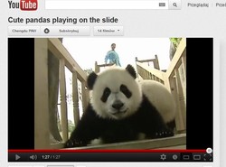 Tak się bawią misie panda, czyli szał na zjeżdżalni