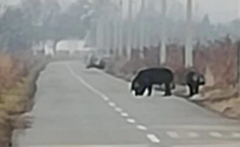 Atrakcija na Paliluli