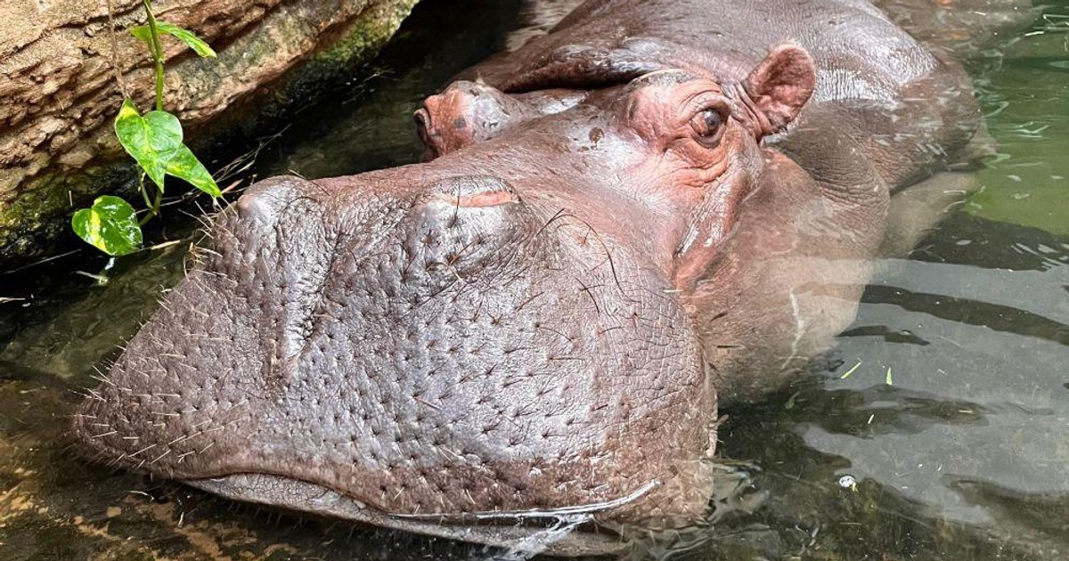 Pelagia w kwiecie wieku – skończyła 40 lat i jest najstarszym hipciem w Polsce