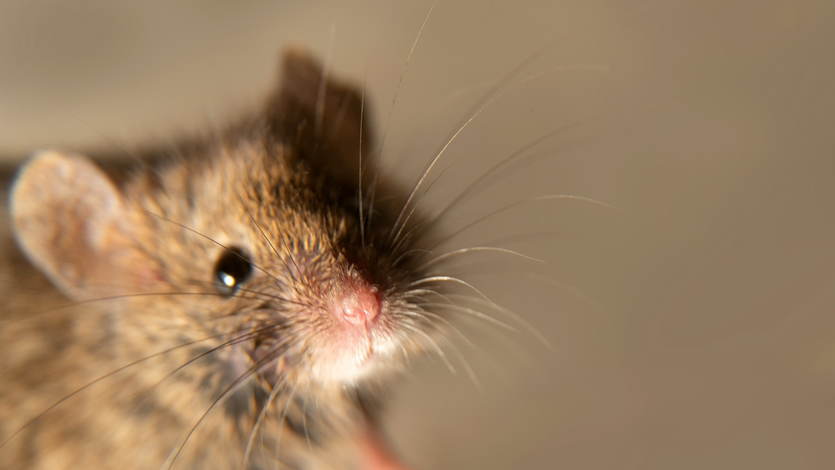 Naukowcy wyhodowali sześcionogą mysz. Zalążki nóg wyrosły z jej genitaliów