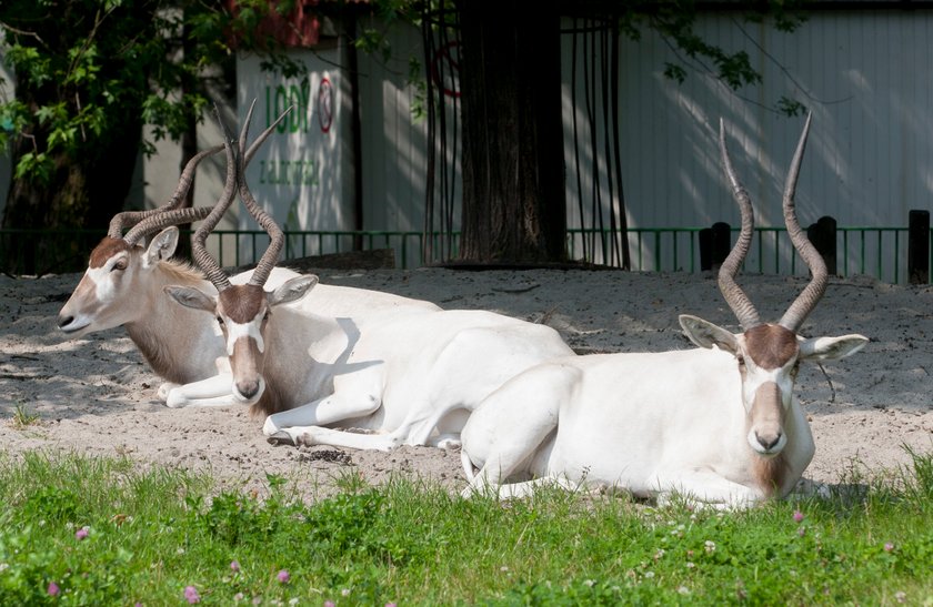 Sjesta w śląskim zoo