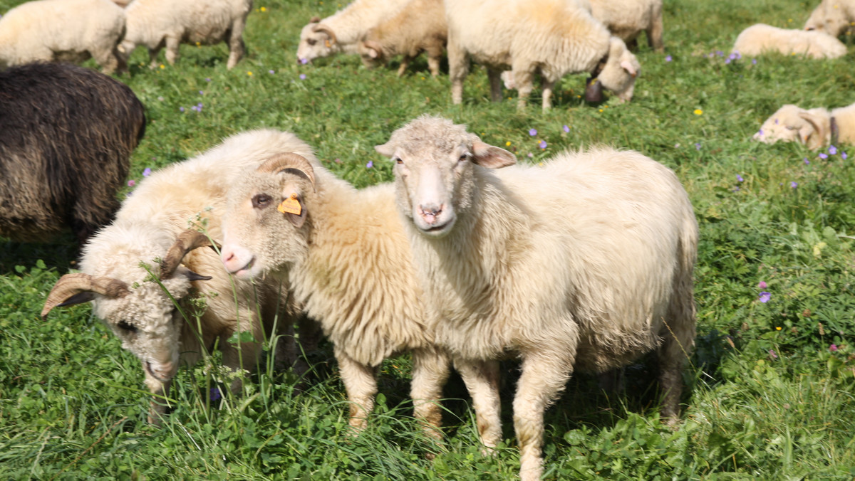 Wypas owiec na wałach przeciwpowodziowych może dobrze wpływać na stan tych obiektów – to pierwsze wnioski z programu badawczego rozpoczętego w tym roku przez Małopolski Ośrodek Doradztwa Rolniczego w Karniowicach wraz z Uniwersytetem Rolniczym w Krakowie.